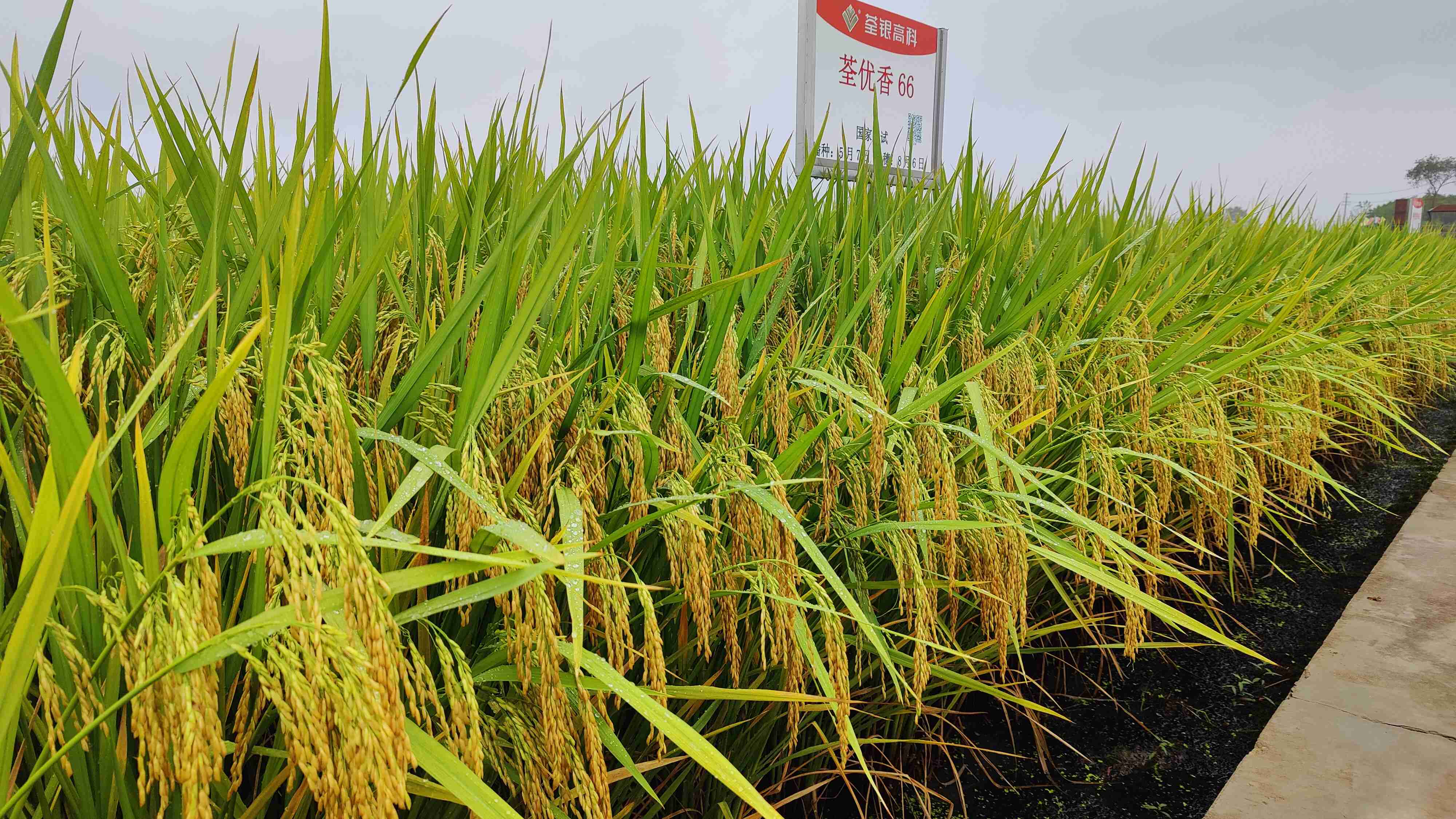 荃優(yōu)香66-5.jpg 荃優(yōu)香66-5.jpg